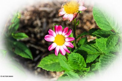 Dahlia-Sweetheart.JPG