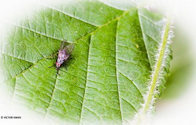 Bloemvlieg onbekend - Anthomyiidae indet.JPG
