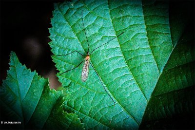 Tipula pagana.JPG