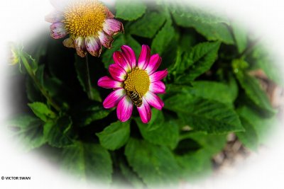 Dahlia-Sweetheart.JPG