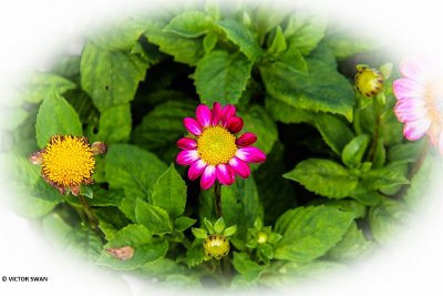 Dahlia-Sweetheart.JPG
