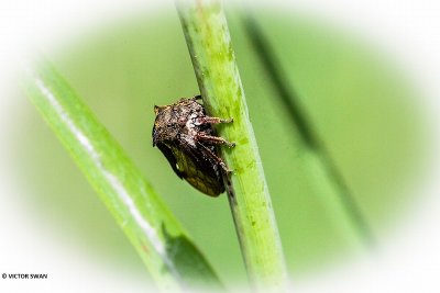 Doorncicade - Centrotus cornutus.JPG
