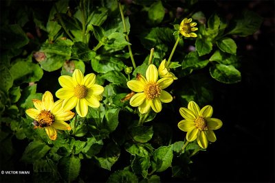 Dahlia-zuta.JPG