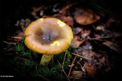 Dennenslijmkop - Hygrophorus hypothejus.JPG