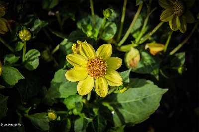 Dahlia-zuta.JPG
