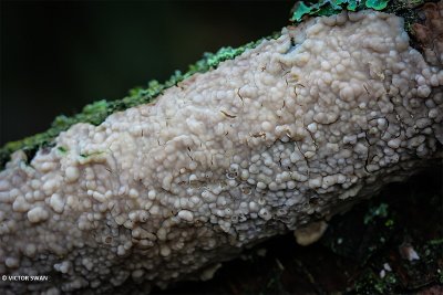 Ziekenhuisboomkorst - Radulomyces confluens .JPG