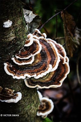 Gewoon elfenbankje - Trametes versicolor.JPG