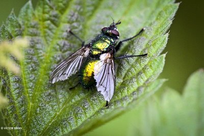 Groene sluipvlieg - Gymnocheta viridis.JPG