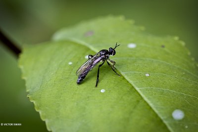 Gewone bladjager - Dioctria hyalipennis .JPG