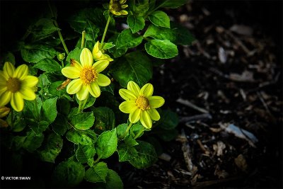 Dahlia-zuta.JPG