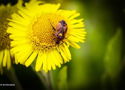 Rode halsbandwants - Deraeocoris ruber.JPG