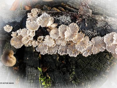 Waaiertje - Schizophyllum commune.JPG