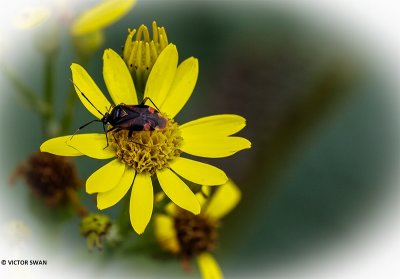 Rode halsbandwants - Deraeocoris ruber.JPG