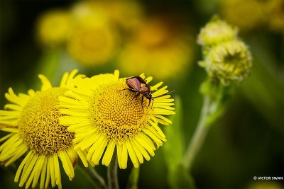 Rode halsbandwants - Deraeocoris ruber.JPG
