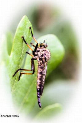 Bosrandroofvlieg - Neoitamus cyanurus.JPG