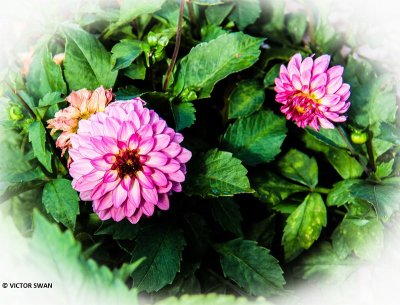 Dahlia-Berliner Kleene.JPG