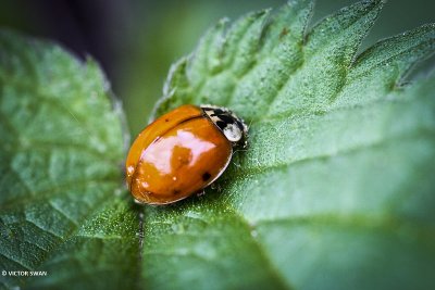 Veelkleurig Aziatisch lieveheersbeestje - Harmonia axyridis.JPG