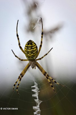 Tijgerspin - Argiope bruennichi.JPG