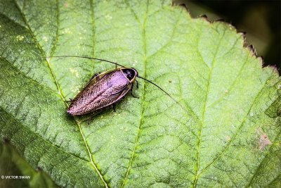 Boskakkerlak - Ectobius sylvestris.JPG
