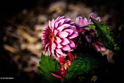 Dahlia-Berliner Kleene.JPG