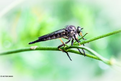 Bosrandroofvlieg - Neoitamus cyanurus.JPG