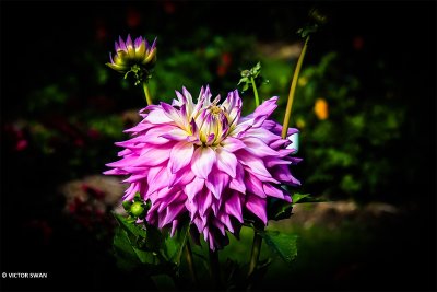 Dahlia-Sir Alf Ramsay.JPG