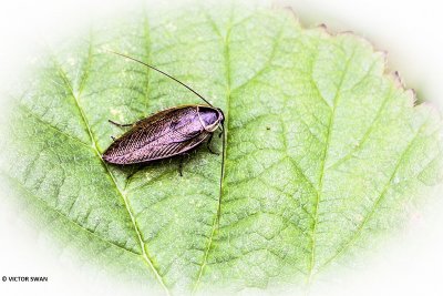 Boskakkerlak - Ectobius sylvestris.JPG