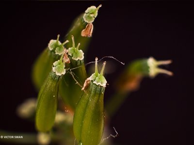 Fluitenkruid - Anthriscus sylvestris (Zaad).JPG