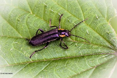 Cantharis obscura paradoxa.JPG