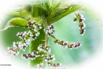 Grote brandnetel - Urtica dioica.JPG