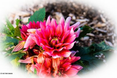 Dahlia-Berliner Kleene.JPG