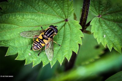 Gewone pendelzweefvlieg - Helophilus pendulus.JPG
