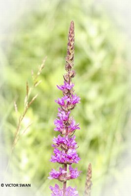 Grote kattenstaart - Lythrum salicaria.JPG