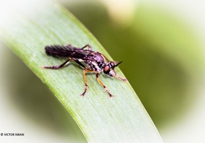 Gewone bladjager - Dioctria hyalipennis.JPG