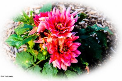 Dahlia-Berliner Kleene.JPG