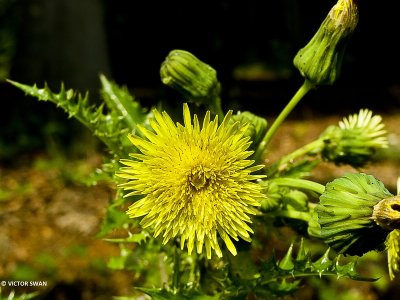 Gekroesde melkdistel - Sonchus asper.JPG