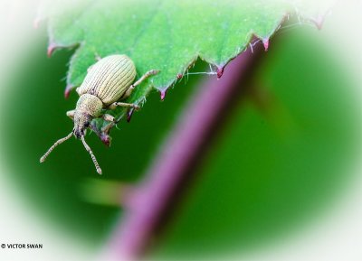 Groene snuitkever - Phyllobius argentatus.JPG