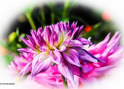 Dahlia-Sir Alf Ramsay.JPG
