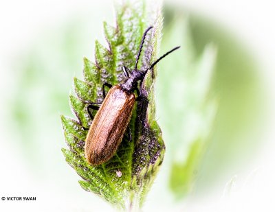 Wolkever - Lagria atripes.JPG