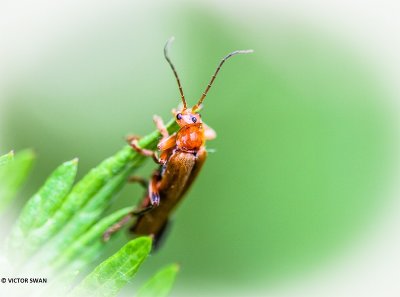 Geel soldaatje - Cantharis livida.JPG