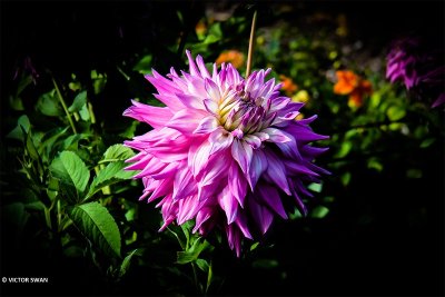 Dahlia-Sir Alf Ramsay.JPG