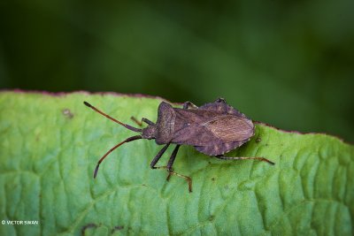 Zuringwants - Coreus marginatus.JPG