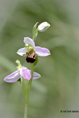 Bijenorchis - Ophrys apifera.JPG