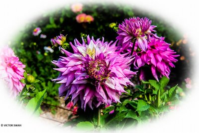 Dahlia-Sir Alf Ramsay.JPG