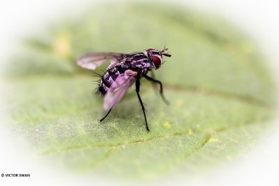 Dambordvlieg - Sarcophaga carnaria.JPG