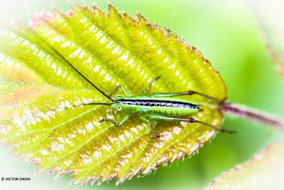 Spitskopje onbekend - Conocephalus spec.JPG