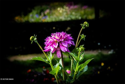 Dahlia-Sir Alf Ramsay.JPG