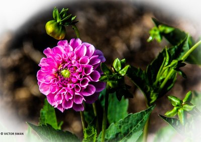 Dahlia-Stolze von Berlin.JPG
