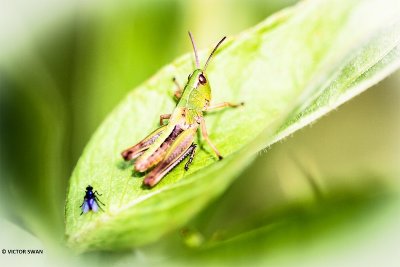 Krasser - Pseudochorthippus parallelus.JPG