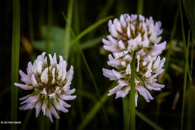 Witte klaver - Trifolium repens.jpg